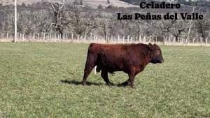  1 Toro