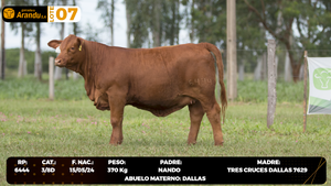  LOTE 7