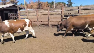  20 Vaquilla Gorda en Los Ángeles, VIII Región Biobío