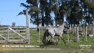 Satiro del Quebrachal — Escritorio Alori y Cia.