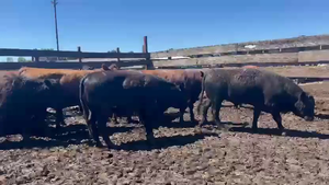  20 Novillo Gordo en Los Ángeles, VIII Región Biobío