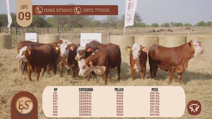  TERNERAS BRAFORD GENERAL