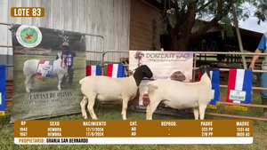  LOTE 83