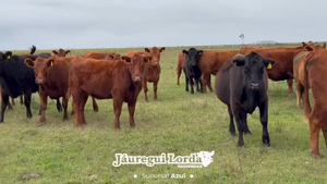  37 Vaquillonas C/ gtia de preñez