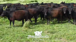  66 Novillitos y vaquillonas