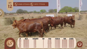  VAQUILLAS CBO 4 PREÑADAS