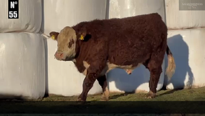  1 Toro