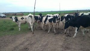  11 Novillitos Holando Argentino en Morteros, Córdoba