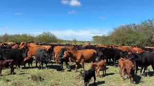 200 Vacas nuevas C/ cria — JÁUREGUI LORDA S.R.L.