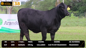  LOTE 38