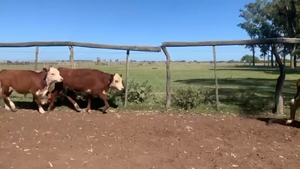  46 Terneros en Corrientes, Mercedes