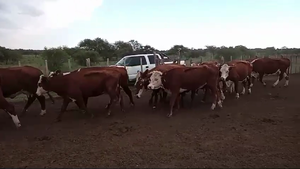  50 Vacas  en Entre Ríos, La Paz