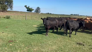  20 Vacas CUT preñadas en Lincoln, Buenos Aires