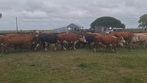  360 Piezas de cría en Costas de Ayala, Treinta y Tres