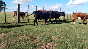 8 Vacas de Invernada