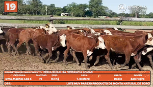 LOTE 19