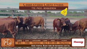  Lote 1