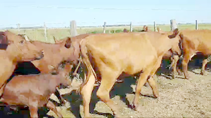  300 Vacas nuevas C/ gtia de preñez en Tostado, Santa Fe