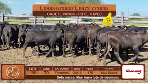 Lote 16