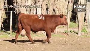  1 Toro
