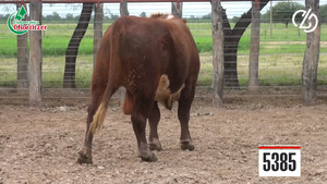  Toros Hereford 