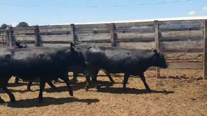  20 Vaquilla Gorda en Los Ángeles, VIII Región Biobío