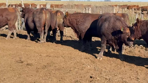 20 Toros PC