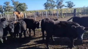  64 Terneros/as en Loberia