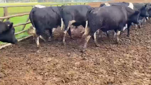  40 Novillo Gordo en Melipilla, Región Metropolitana