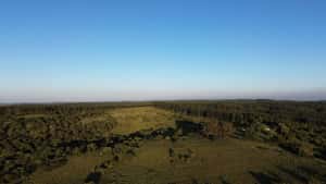  127 has ganadero - forestal a 40 km de Rocha- panoramico