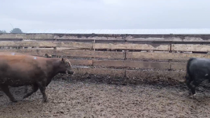  20 Vaquilla Gorda en Los Ángeles, VIII Región Biobío
