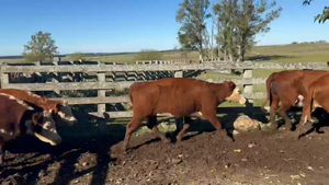  30 VACAS DE INVERNADA