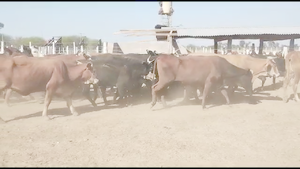  51 Vacas de invernar en Tintina, Santiago del Estero