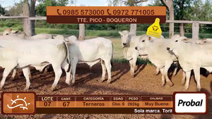  Terneros Cbo 6