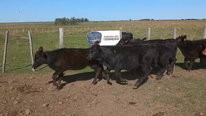  Lote 9