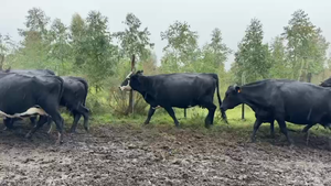  VACAS PREÑADAS