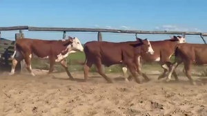  100 Terneros en Corrientes, Chavarría