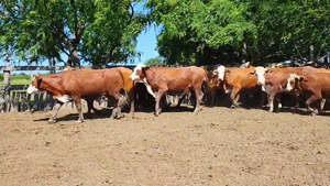  100 Novillitos/Novillos en Corrientes, Mercedes