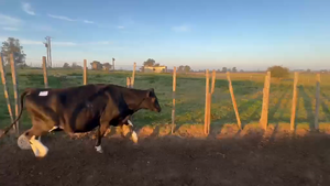  1 VACA LECHERA 