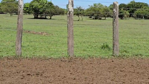  50 Vacas de invernar