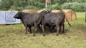  9 Vacas medio uso C/ gtia de preñez