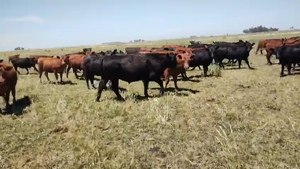  80 Novillitos en Pehuajó