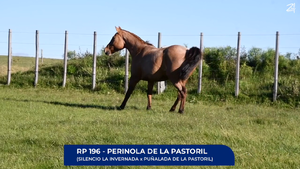  Perinola de La Pastoril