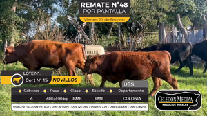  4 Novillos en Otra Localidad, Colonia