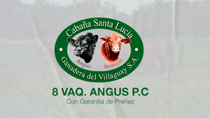  8 Vaquillonas PC preñadas