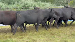  9 Vacas medio uso C/ gtia de preñez