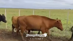  24 Vacas p/ invernar