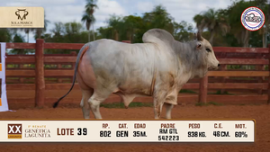 Lote 39 — Sola Marca SA