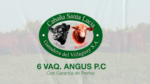  6 Vaquillonas PC preñadas
