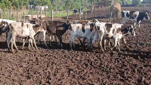  35 Terneros Holando Argentino en Sunchales, Santa Fe